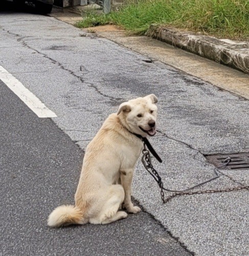 김천시 동물보호센터_447506202300292