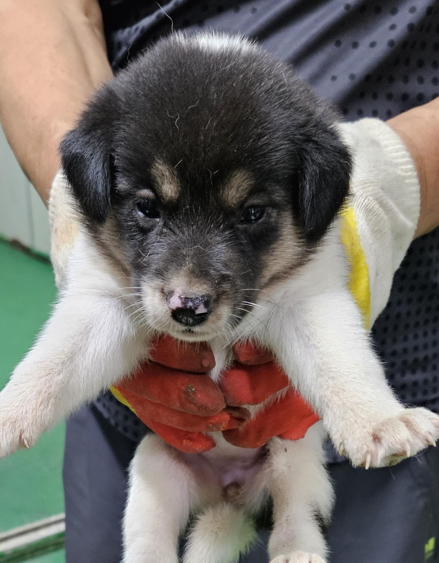 대구유기동물보호센터_427342202300543