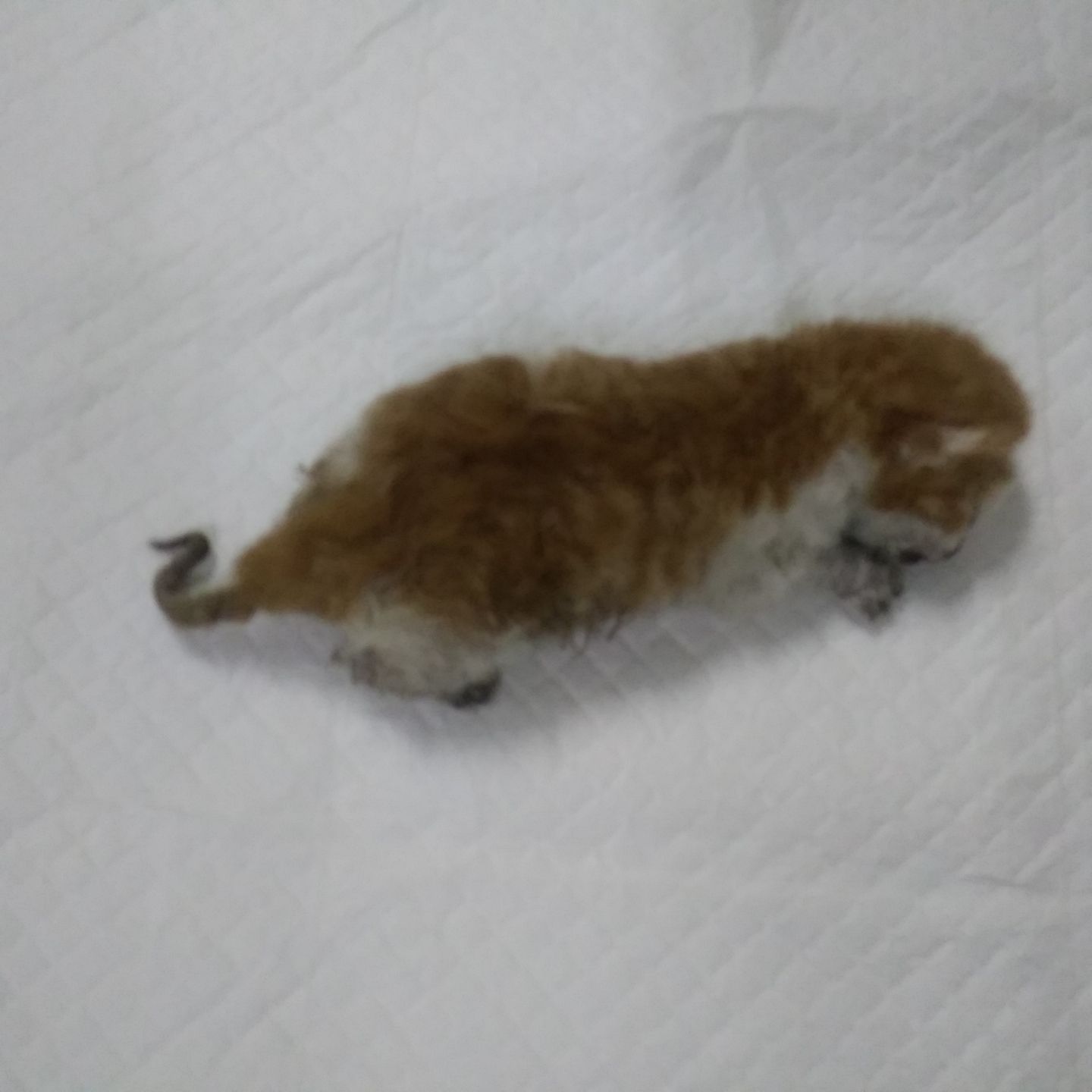종료(자연사) 한국…