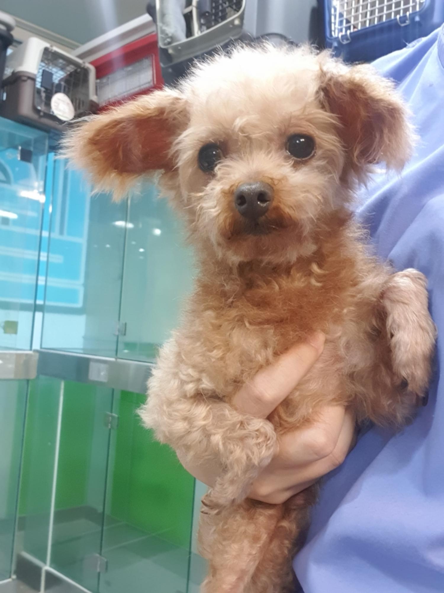 펫앤쉘터동물병원_441378202301454