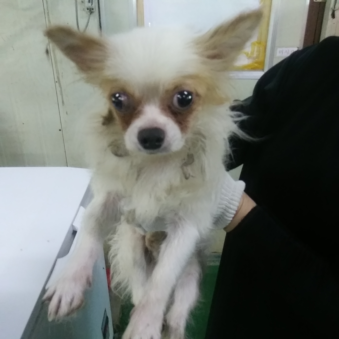 보호중 치와와의 가…