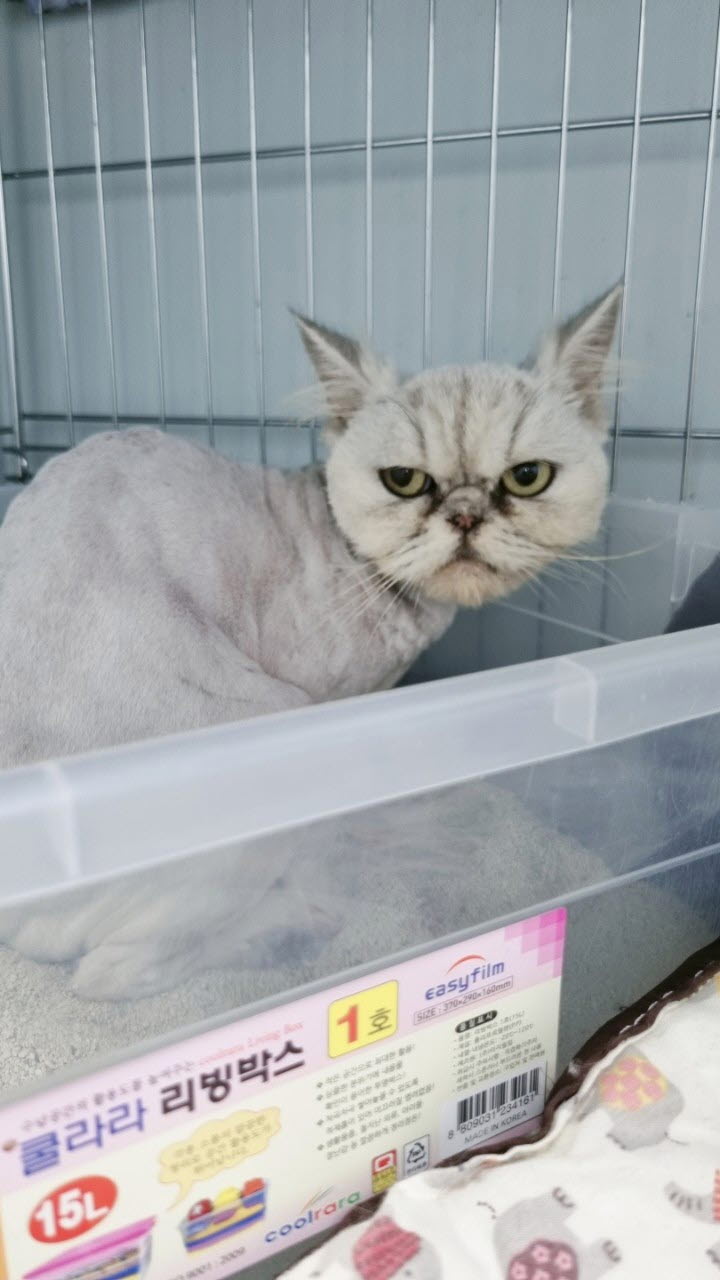 아산동물복지지원센터_444452202301631