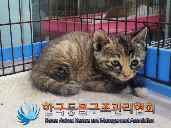 한국동물구조관리협회_411301202300428