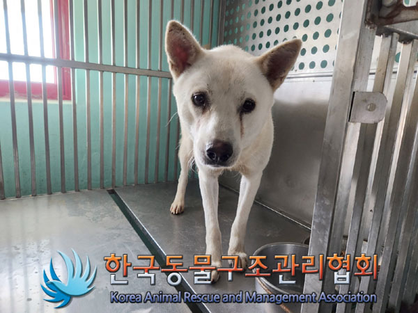 한국동물구조관리협회_441406202301203