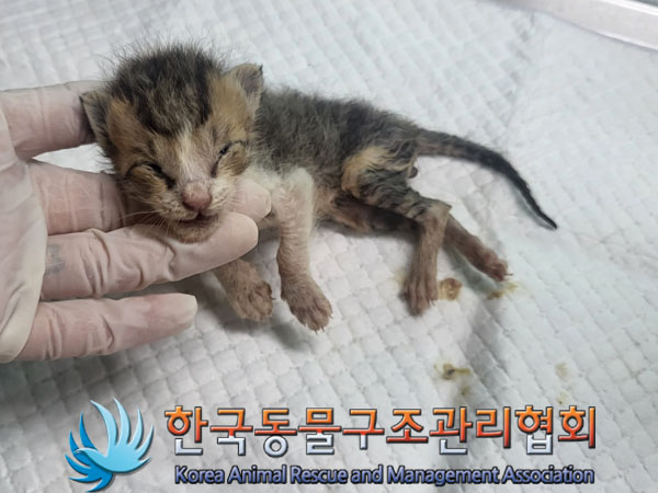 한국동물구조관리협회_411312202300511