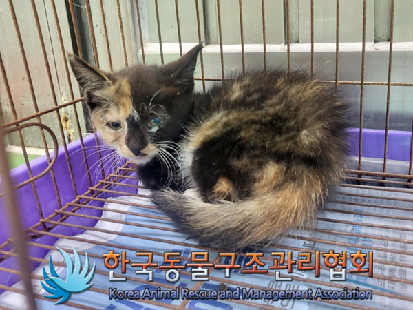 종료(입양) 한국 …
