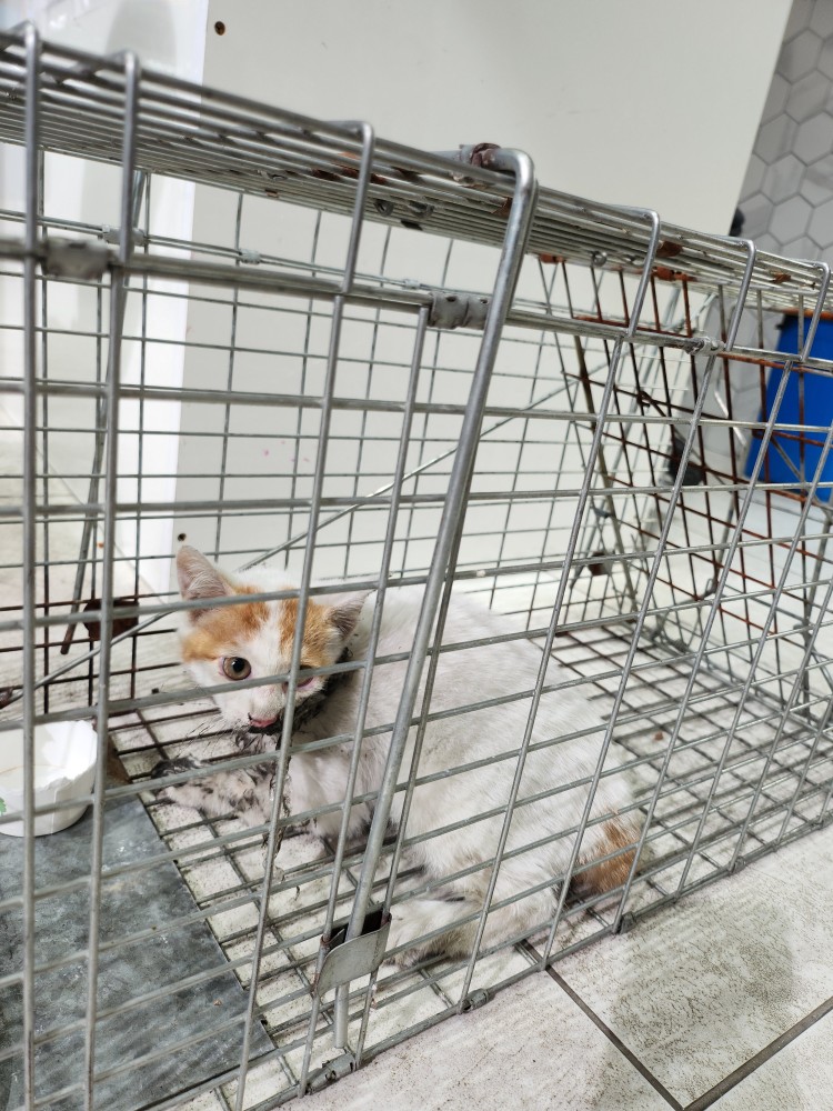 보호중 한국 고양이…
