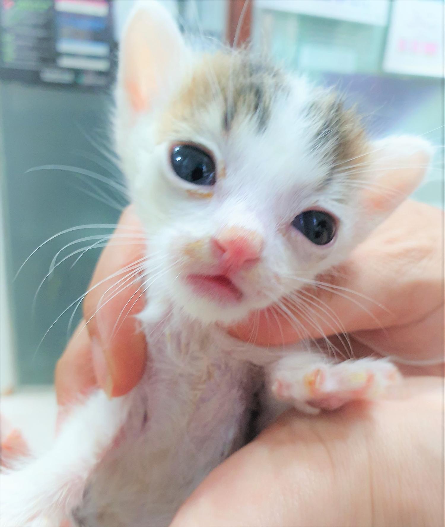 보호중 한국 고양이…