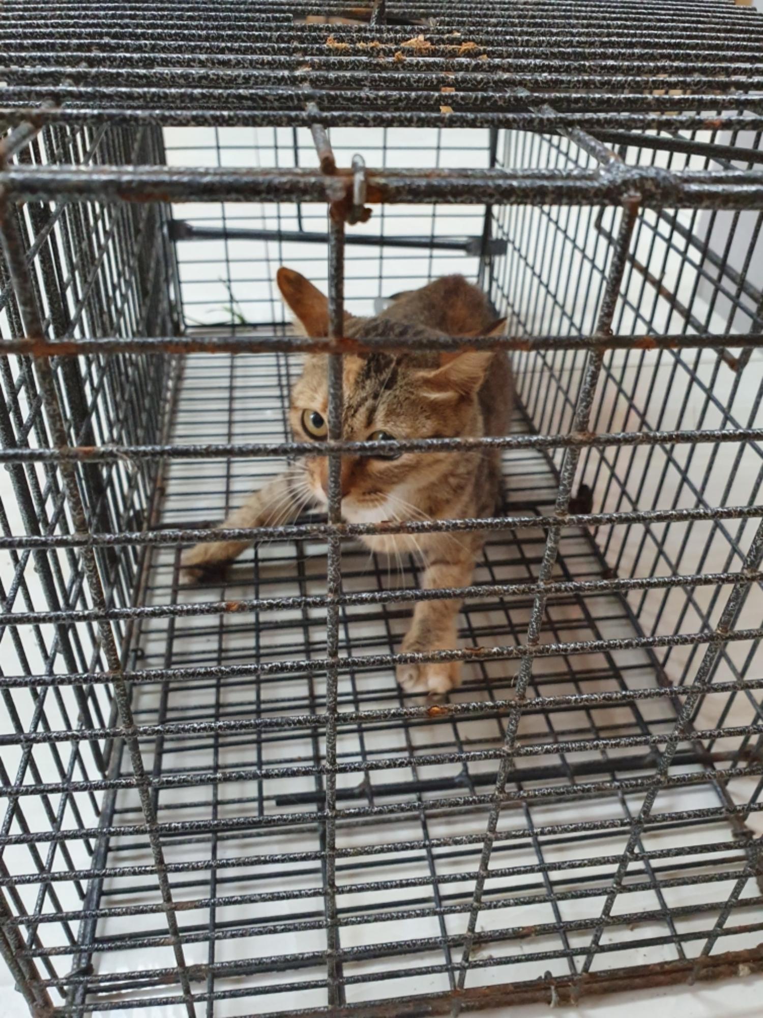 보호중 한국 고양이…