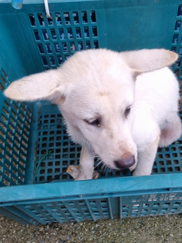 밀양시동물보호센터_448536202301815
