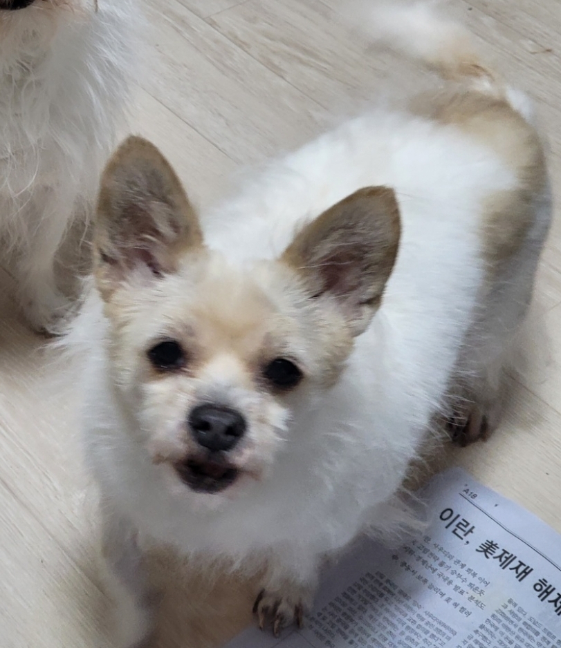유기동물보호센터_447507202300091
