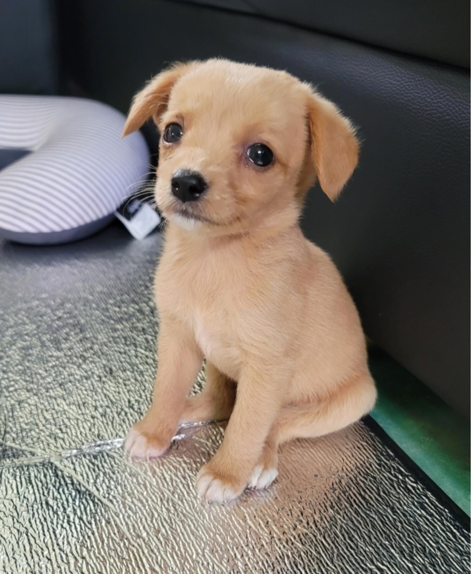 유기동물보호센터_447507202300090