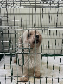 공주시 동물보호소_444450202300477