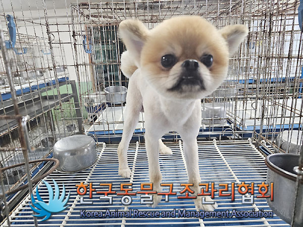종료(반환) 포메라…