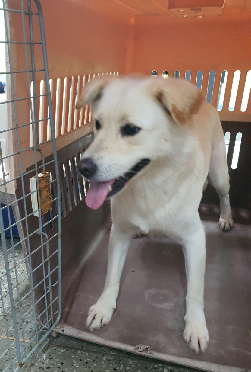 경산시유기동물보호소_447513202301047