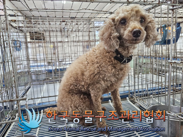 종료(반환) 푸들의…