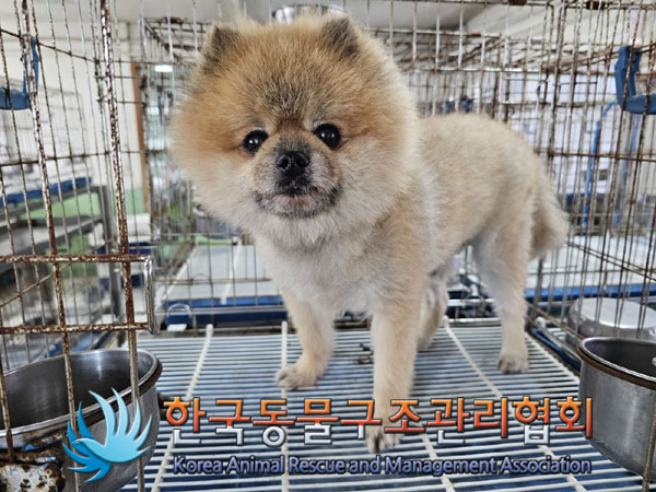한국동물구조관리협회_441382202300557