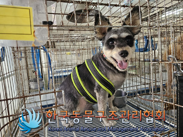 보호중 슈나우져의 …