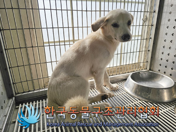종료(안락사) 믹스…