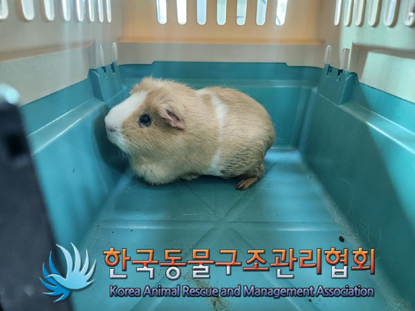종료(자연사) 기니…