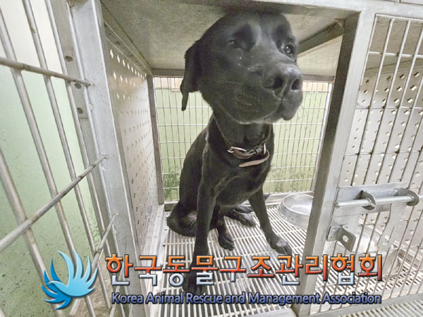 한국동물구조관리협회_411300202300340