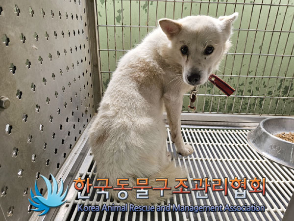 종료(반환) 믹스견…