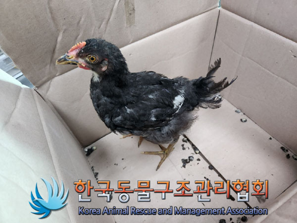 한국동물구조관리협회_411323202300771