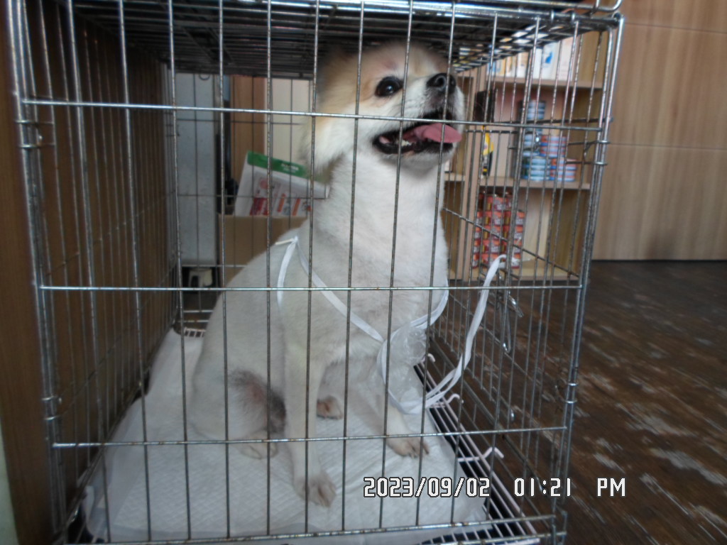 디아크동물종합병원_411319202300416