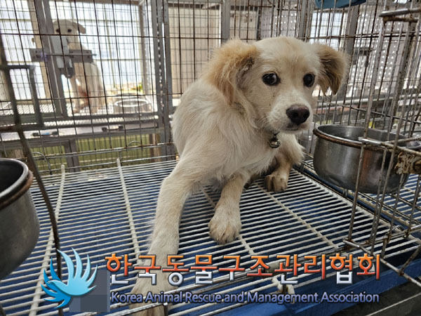 한국동물구조관리협회_441560202301024
