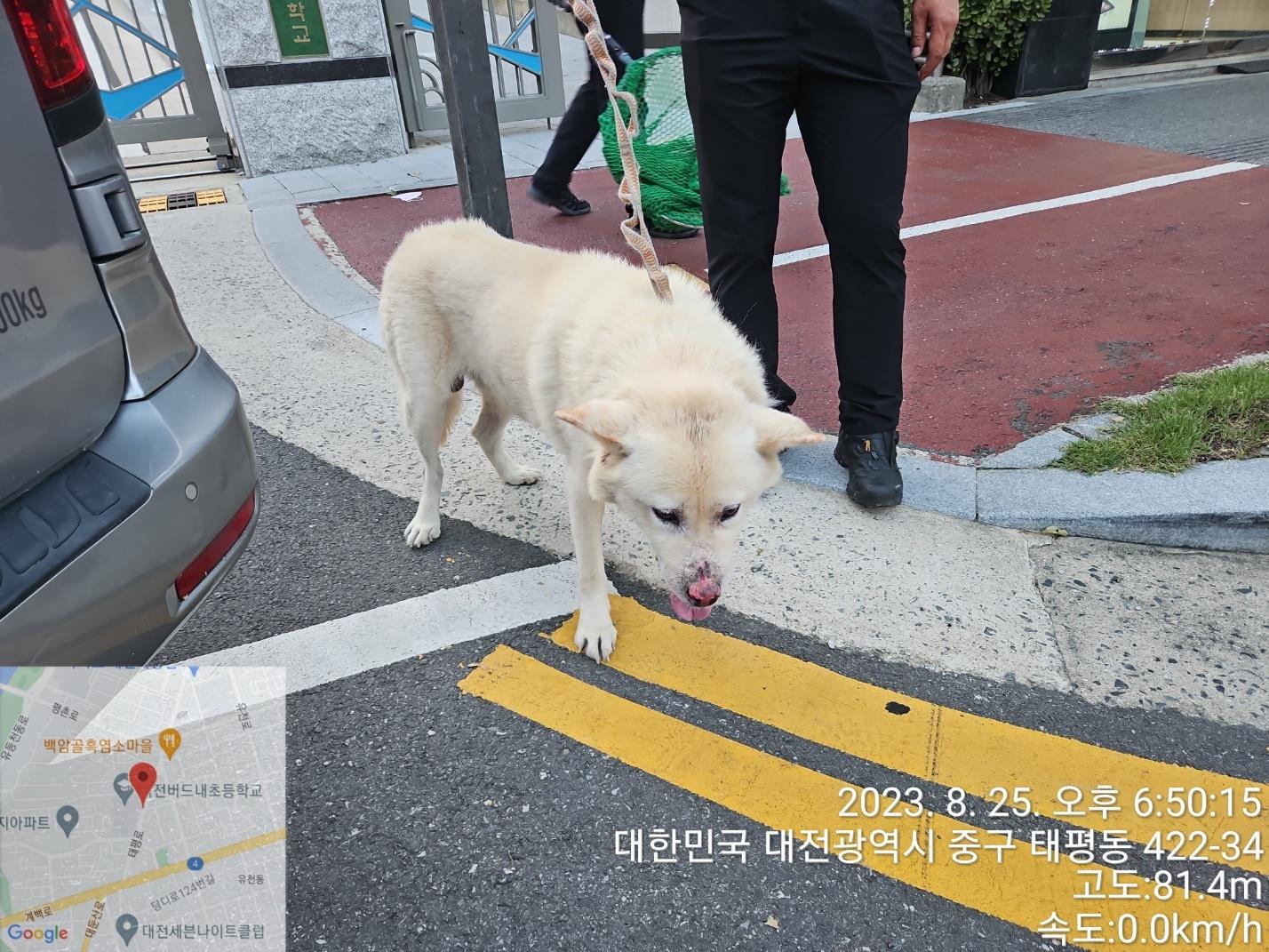 대전동물보호센터_430365202300382