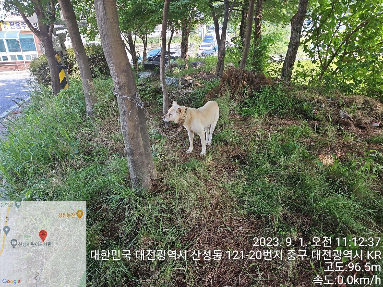 보호중 믹스견의 가…