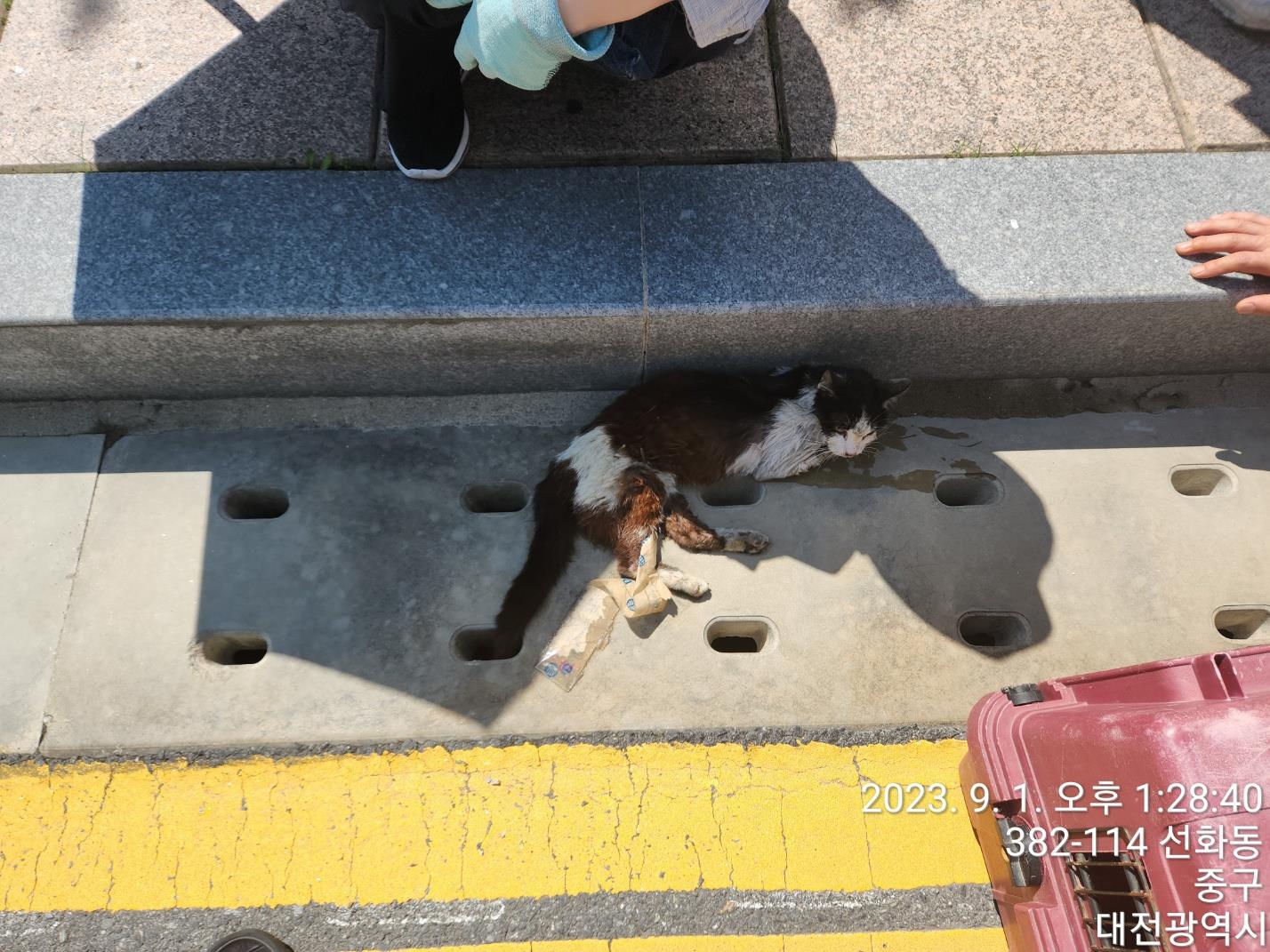 대전동물보호센터_430365202300385