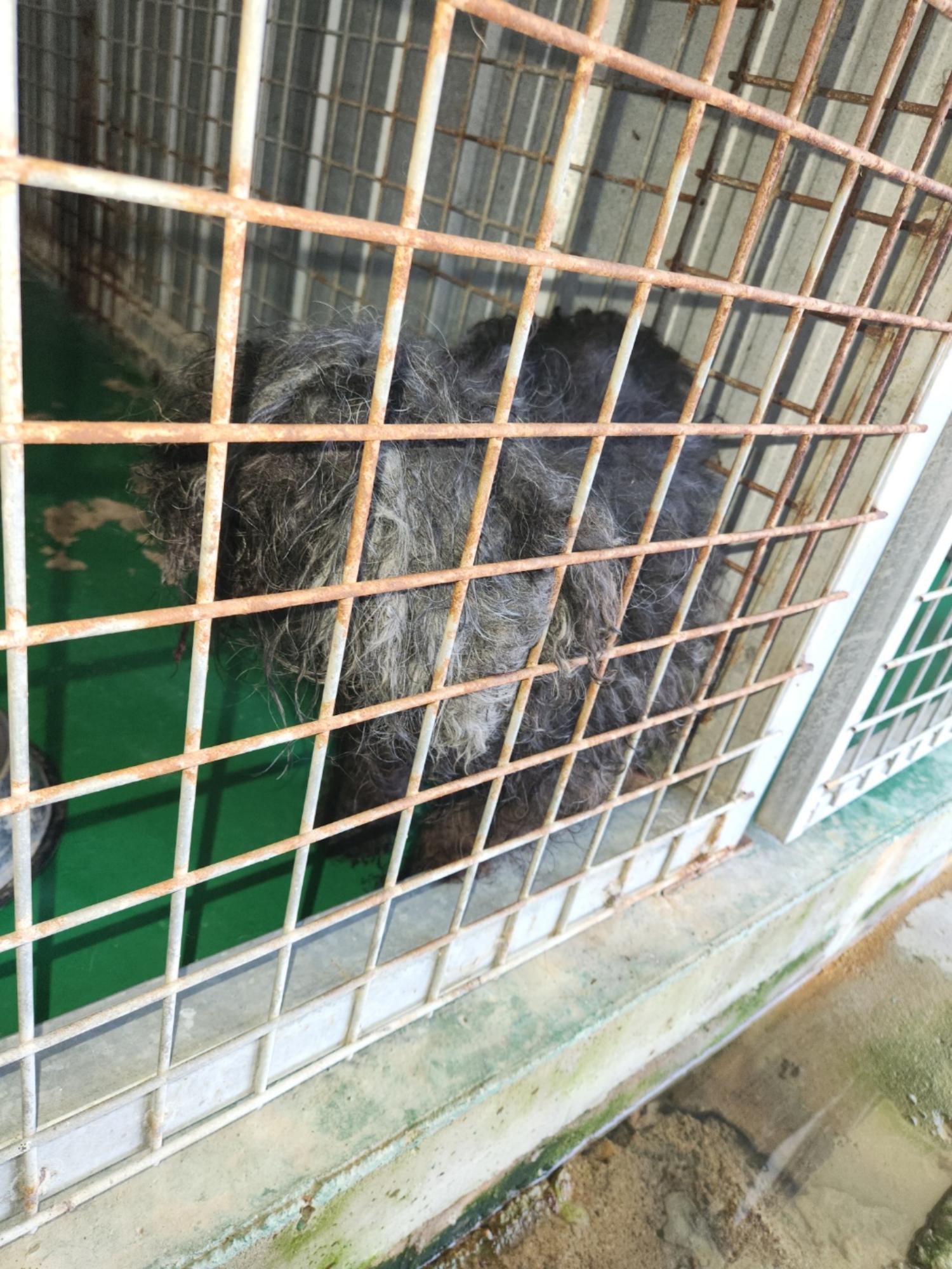 예천군유기동물보호소_447523202300436