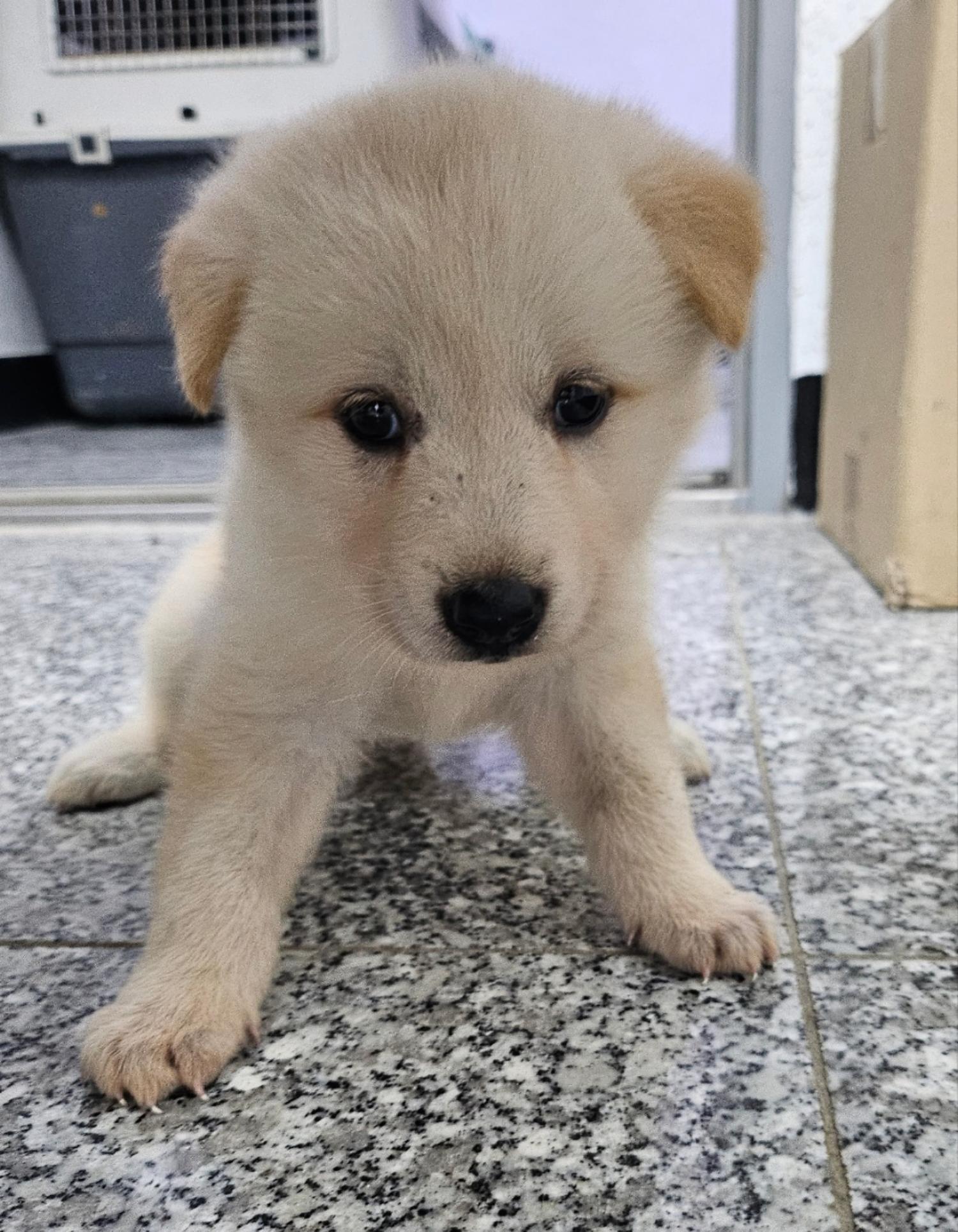 강릉시 동물사랑센터_442420202300504