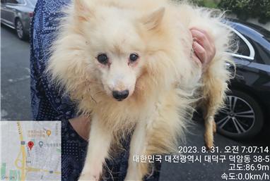 보호중 믹스견의 가…