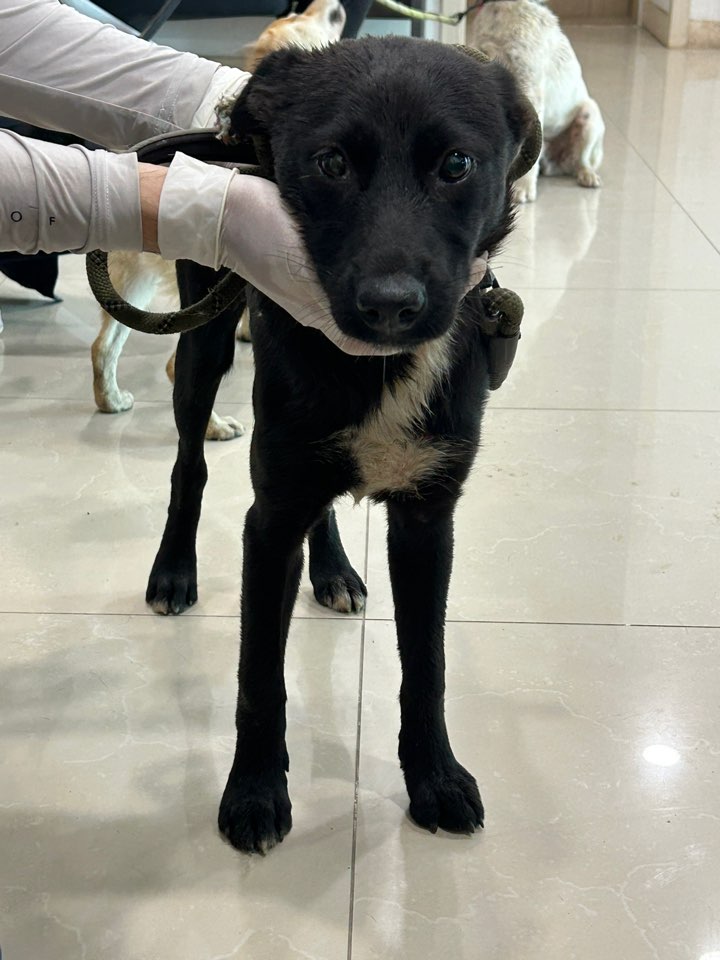 반려동물보호센터_443571202302085
