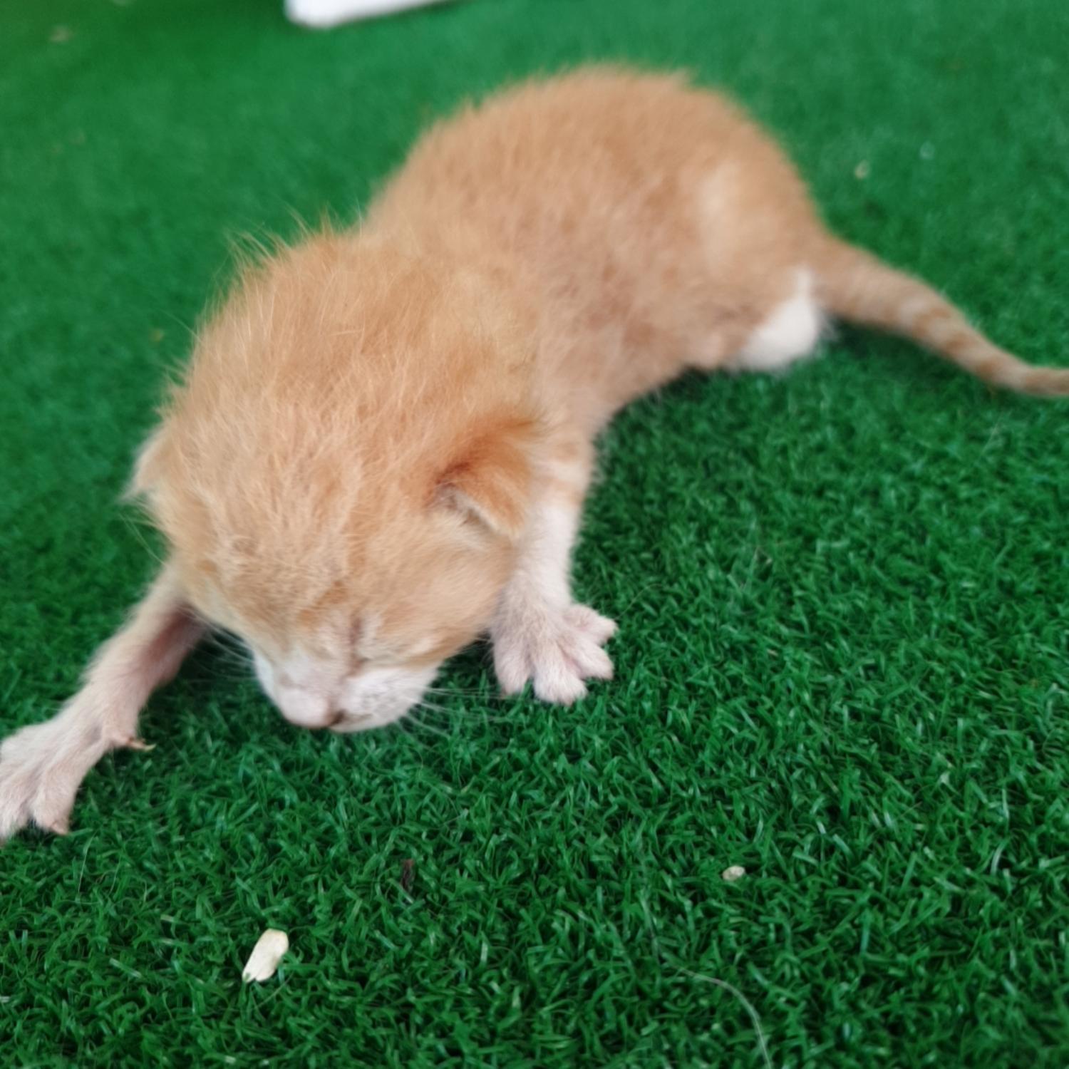 보호중 한국 고양이…