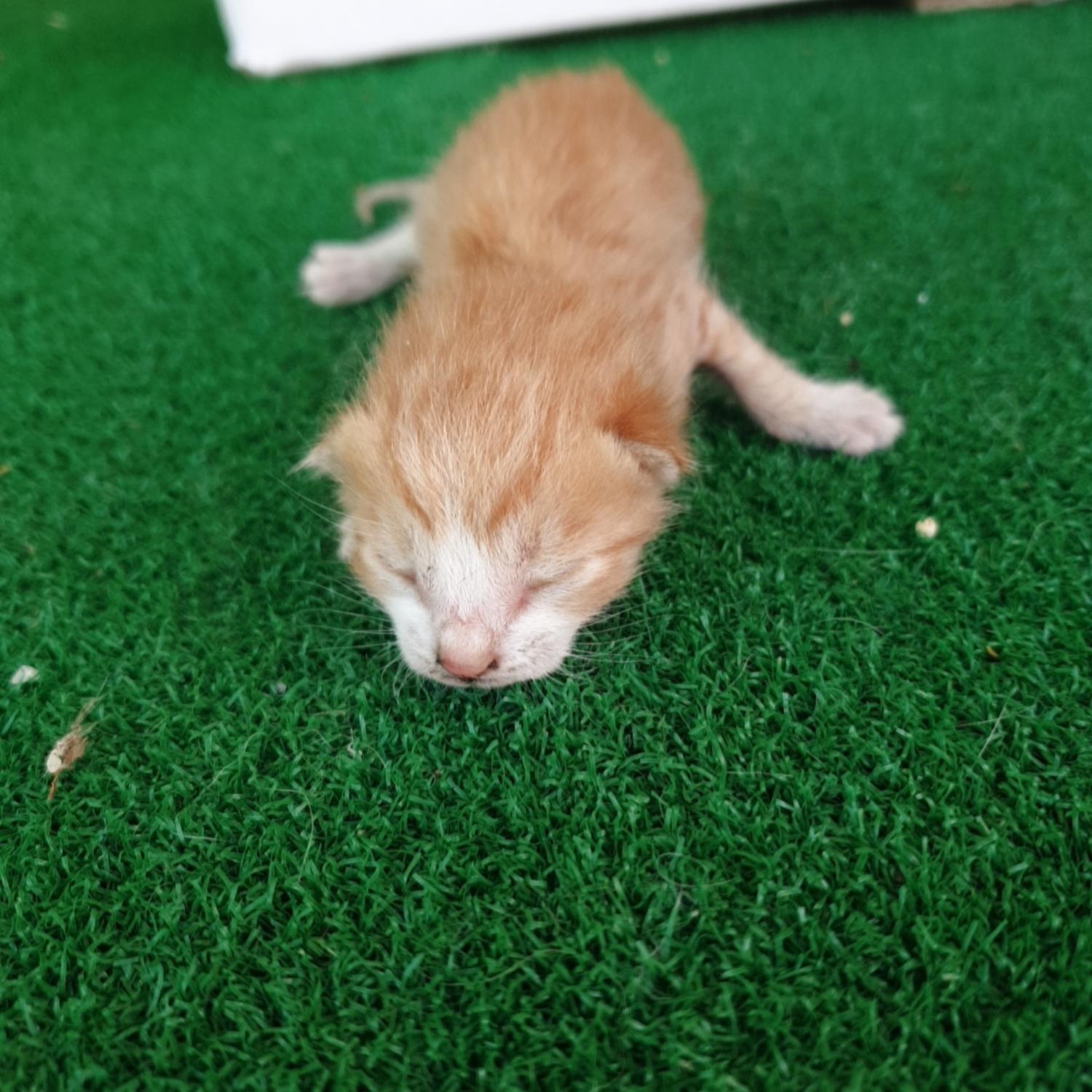 보호중 한국 고양이…