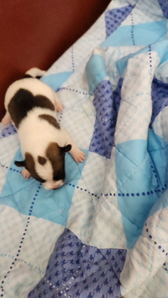익산유기동물보호소_445468202301708
