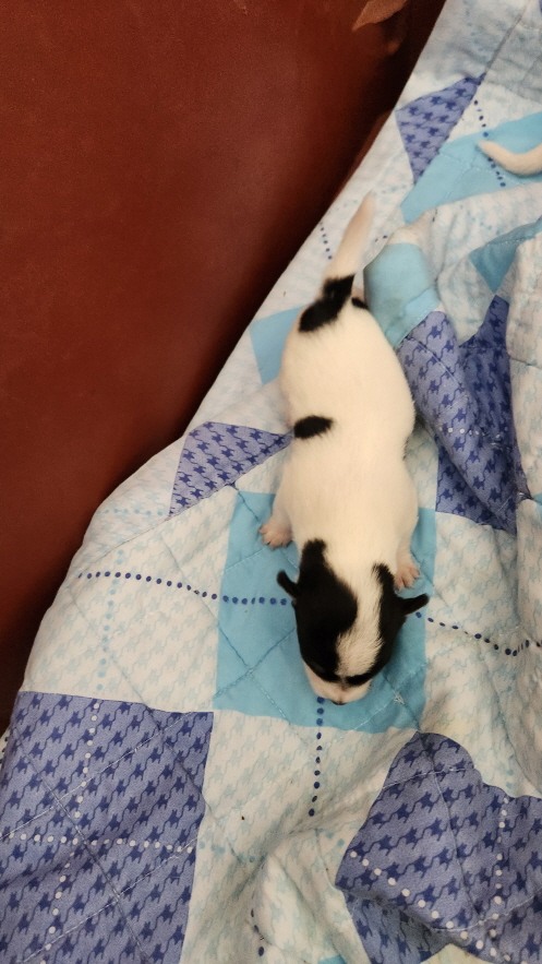 익산유기동물보호소_445468202301707
