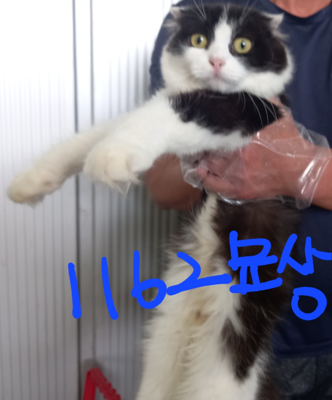 보호중 믹스묘의 가…