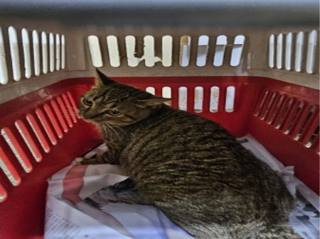 보호중 한국 고양이…