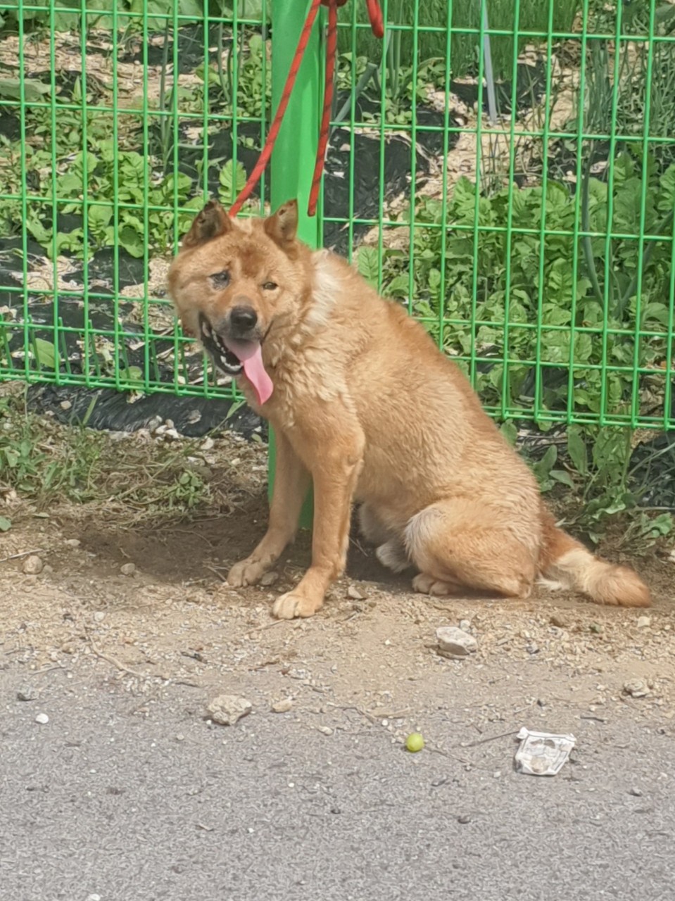 보호중 진도견의 가…