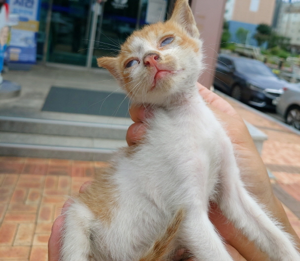 보호중 한국 고양이…