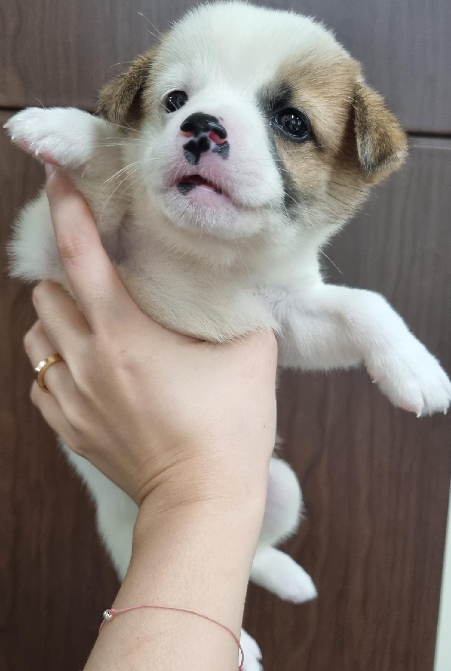 하동군유기동물보호소_448544202300322