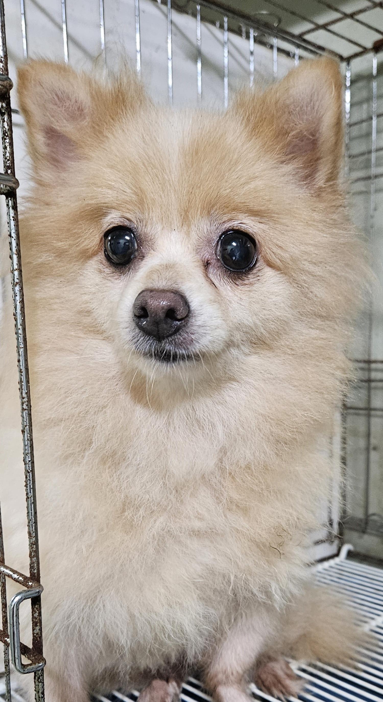 대구유기동물보호센터_427342202300548