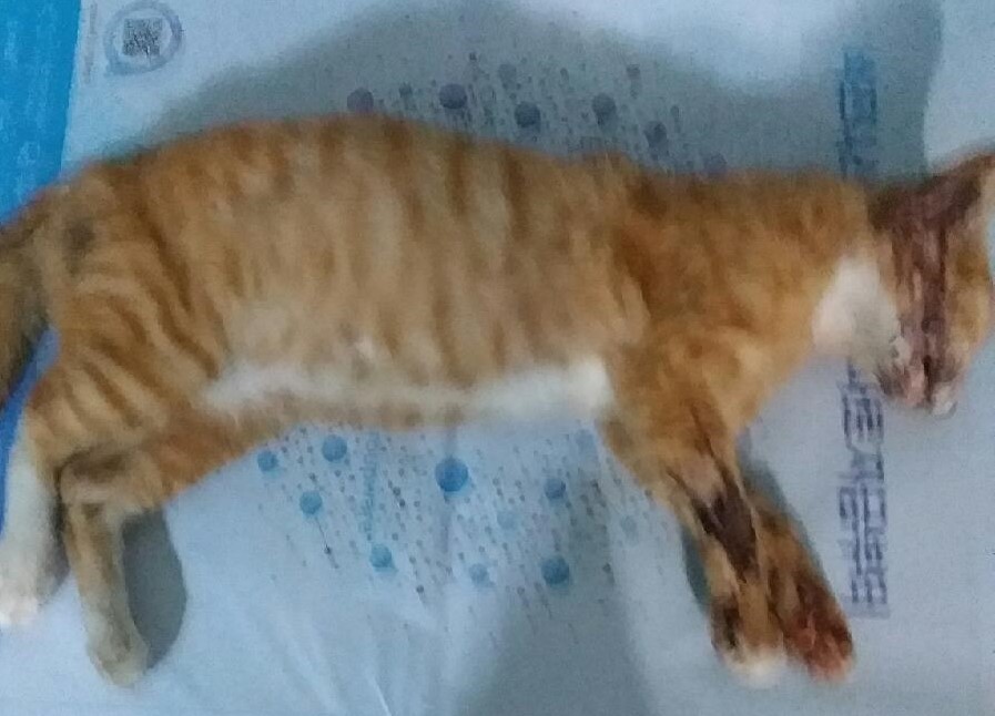 종료(자연사) 한국…