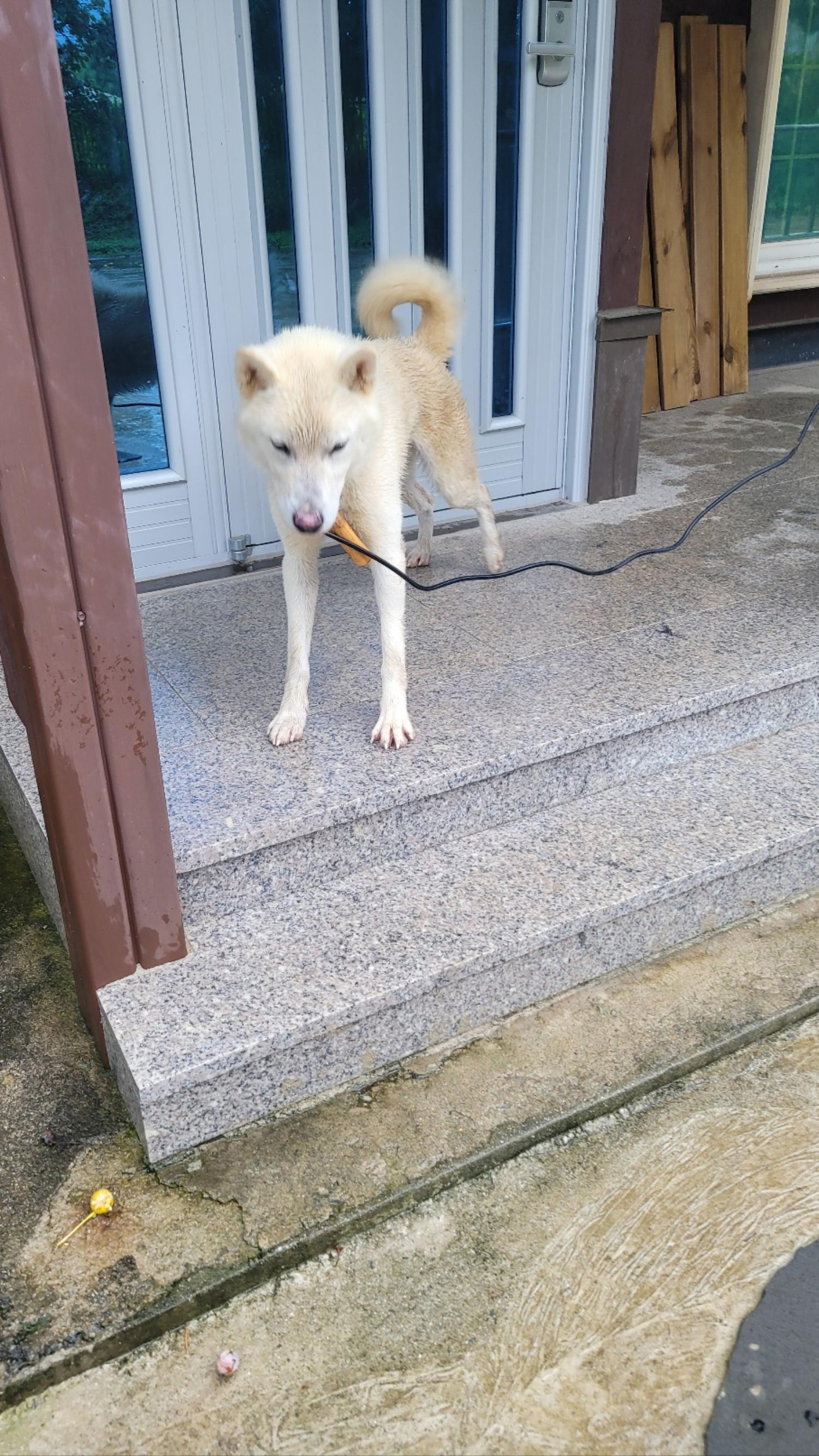 화순군유기동물보호소_446490202300202