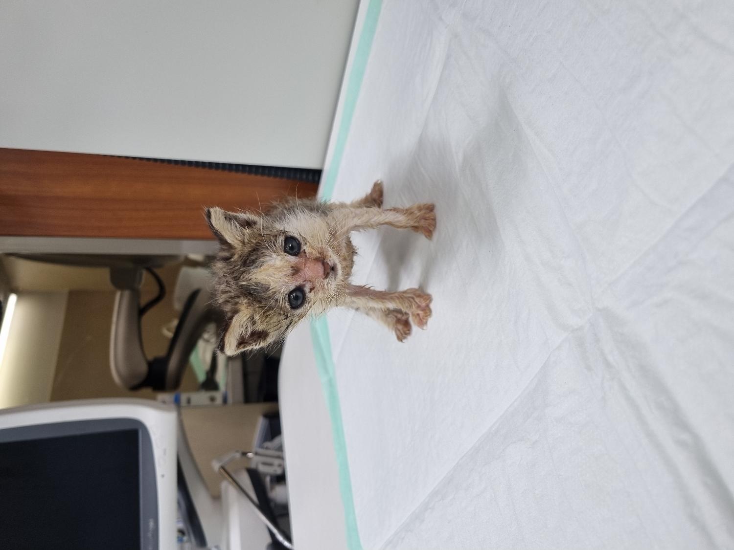 보호중 한국 고양이…