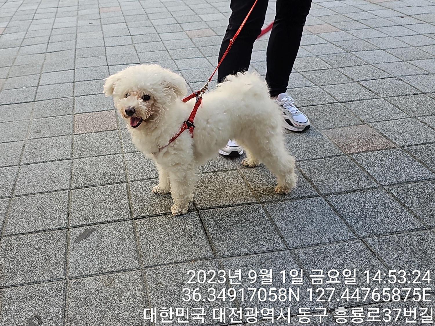 종료(입양) 비숑 …
